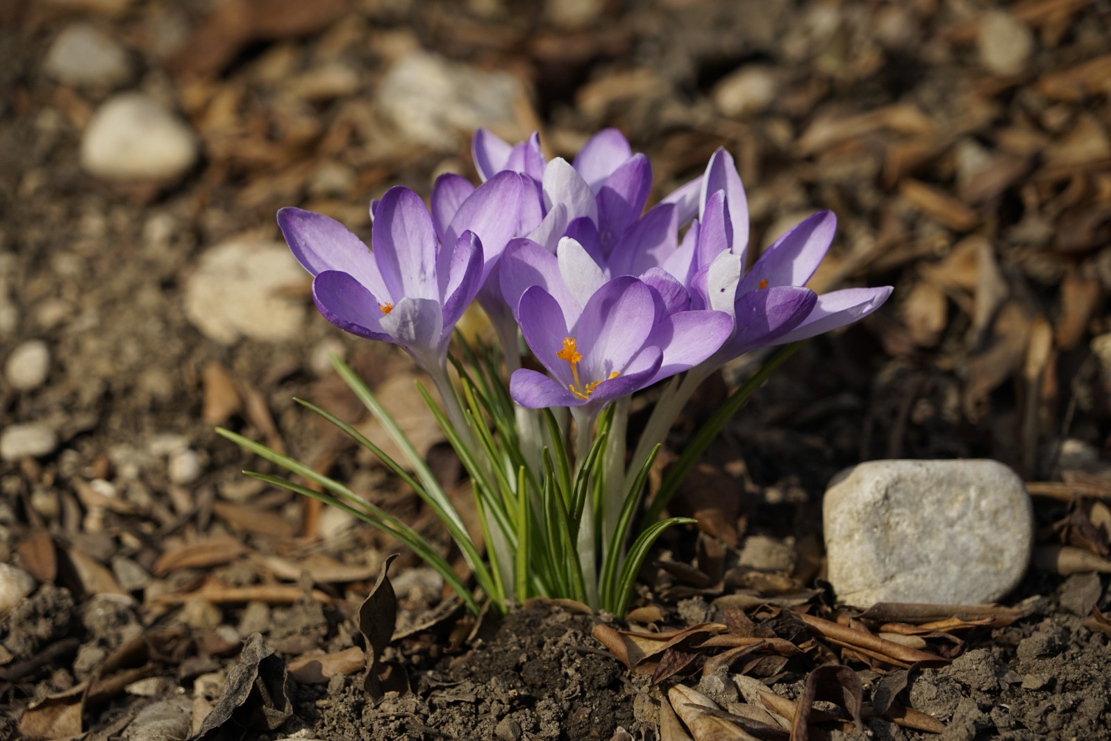 Elfenkrokusse mit Stein Elfenkrokusse mit Stein