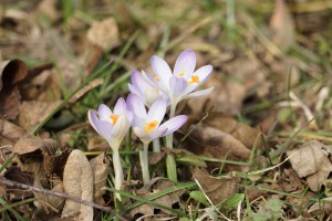 Erste Frühlingsgrüße der Elfenkrokusse