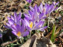 Fliederblaue Krokusgruppe