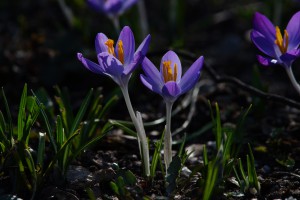 Frühlingselfen-Krokuspaar