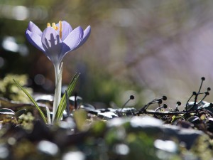 Frühlingserwachen des Elfenkrokus