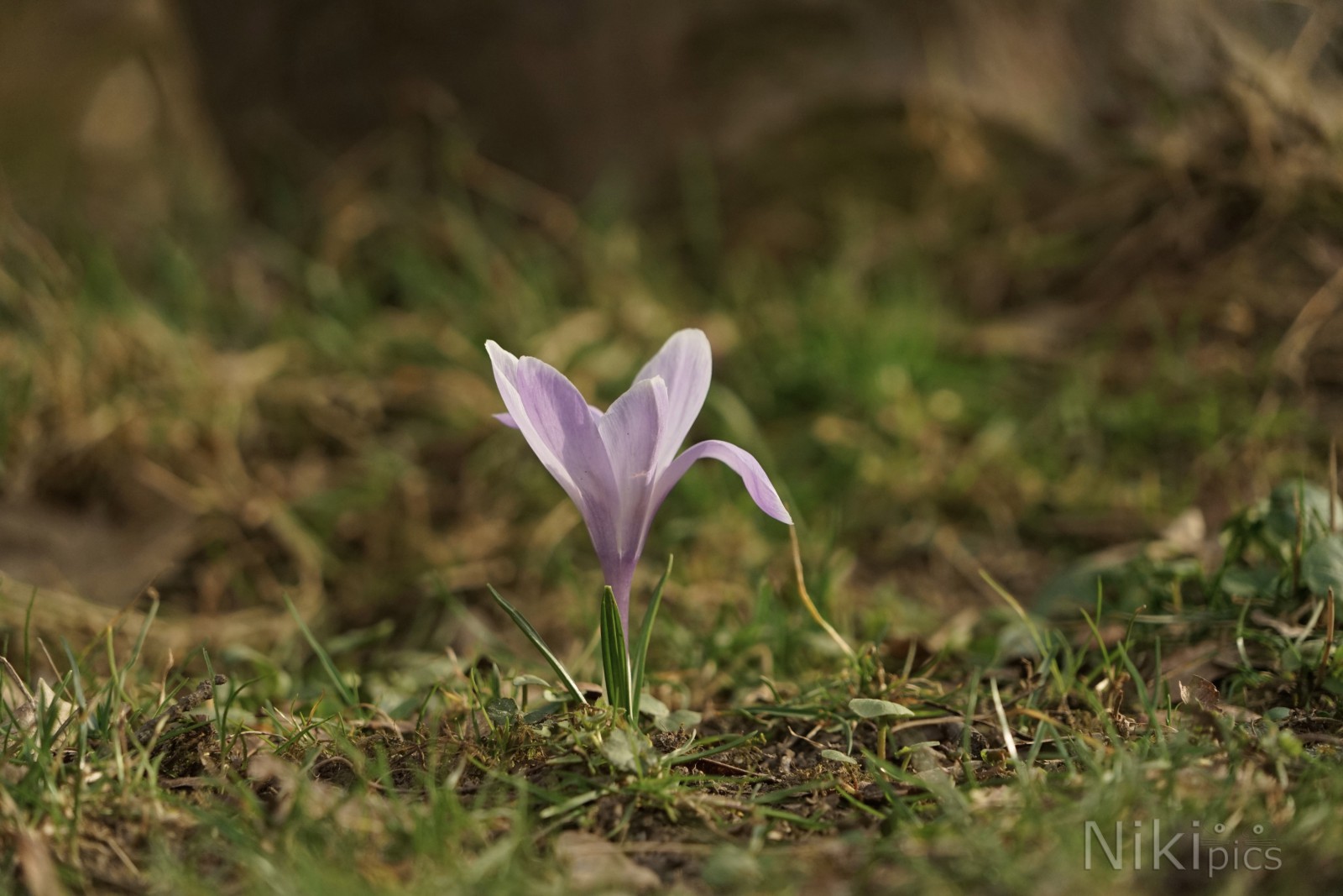Kleine Elfe Kleine Elfe