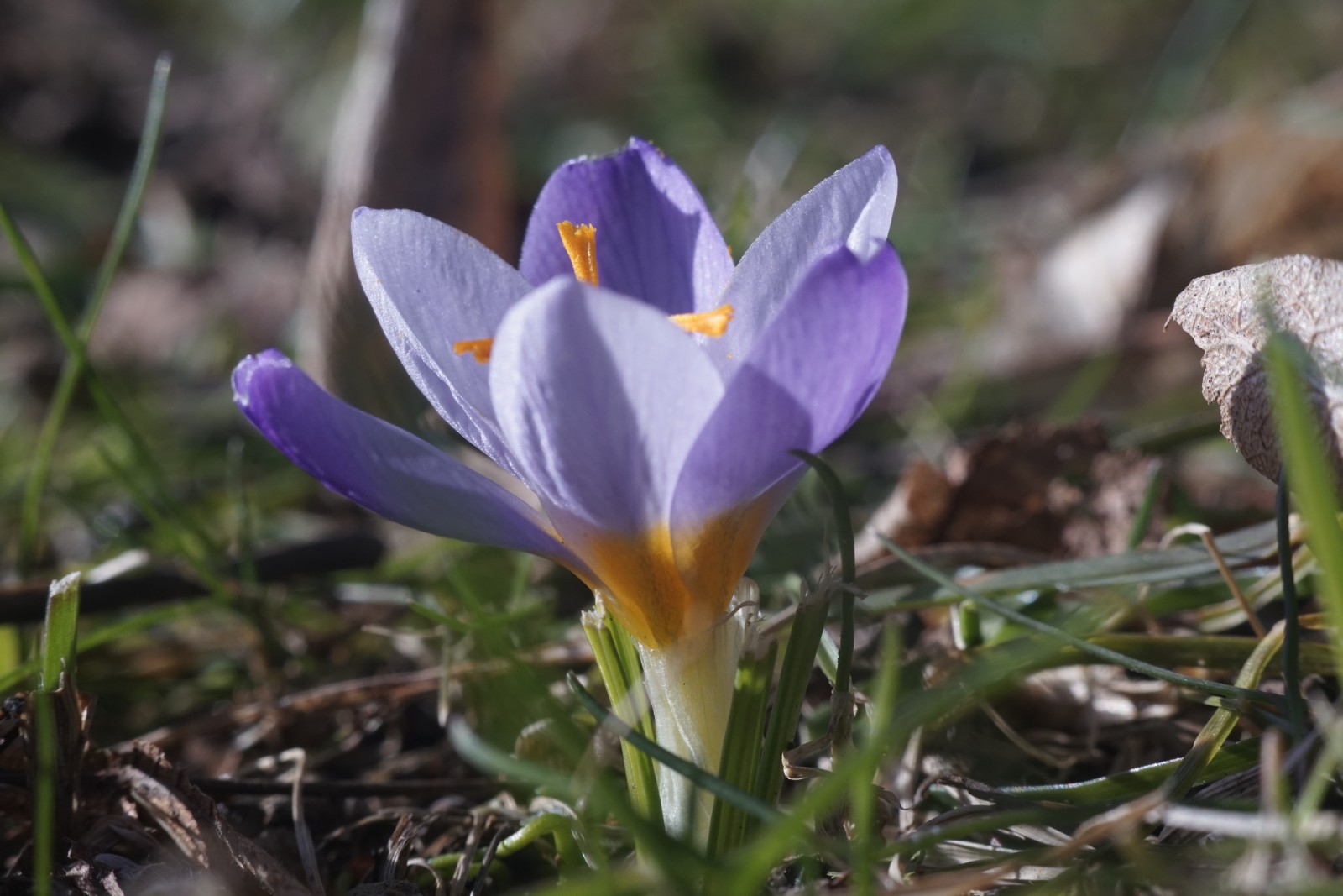 Kleiner Elfenkrokus Kleiner Elfenkrokus