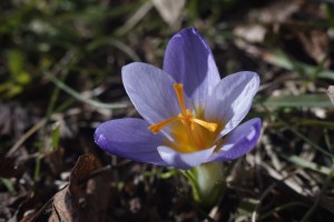 Kleiner Elfenkrokus am Boden Kleiner Elfenkrokus am Boden