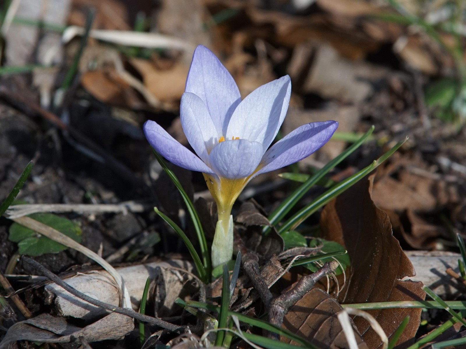 Kleiner Elfenkrokus traut sich raus Kleiner Elfenkrokus traut sich raus