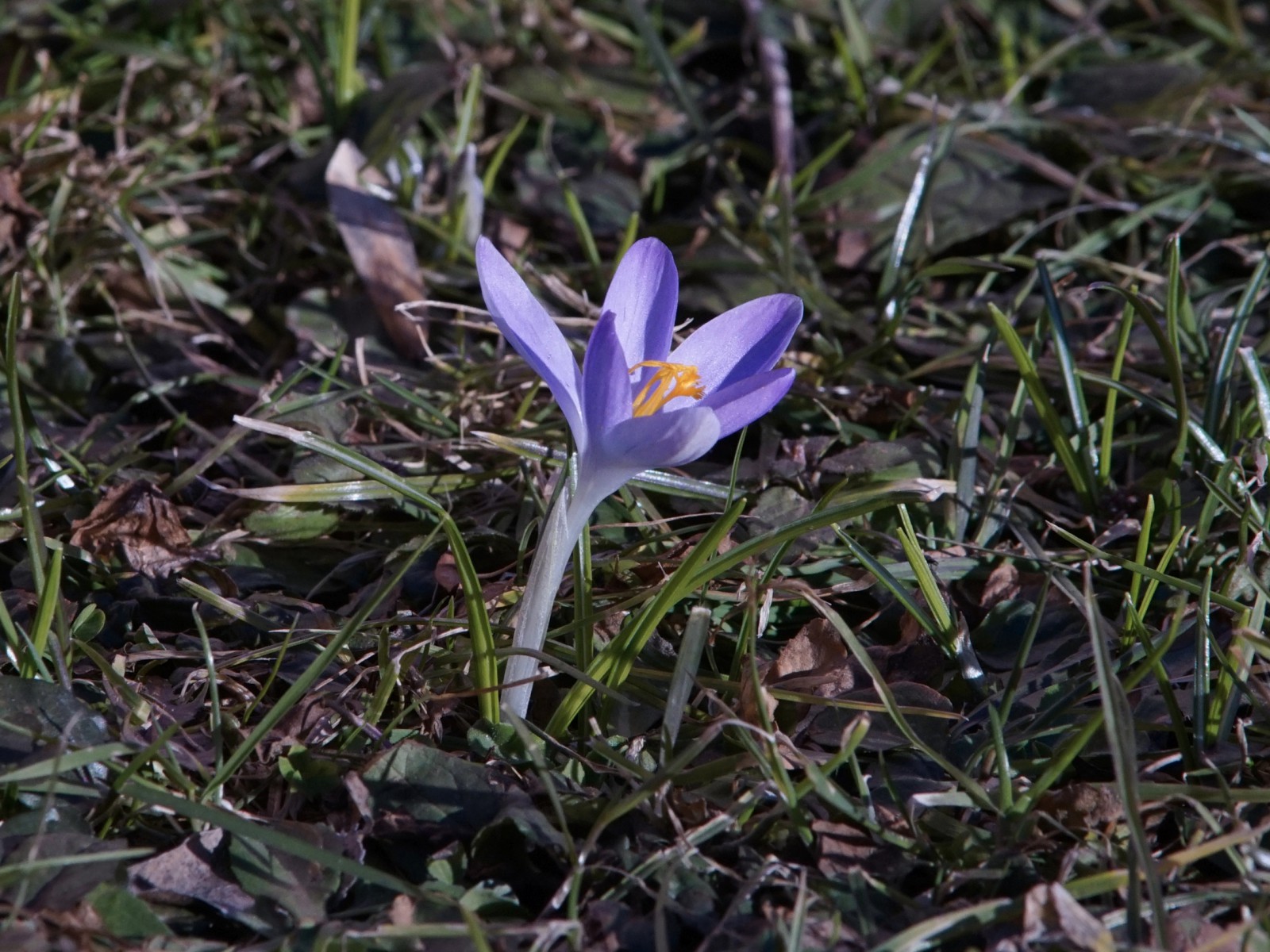 Kleiner Frühlingsbote (Elfenkrokus) Kleiner Frühlingsbote (Elfenkrokus)