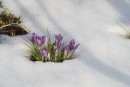 Krokusgruppe im Schnee