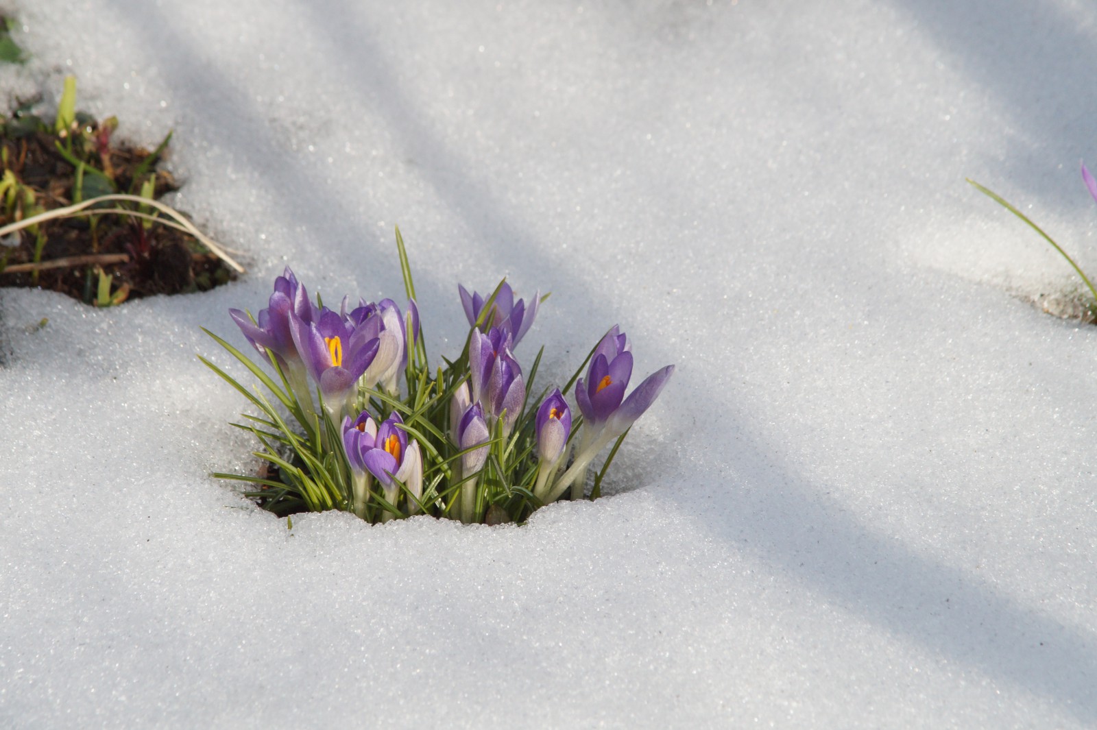 Krokusgruppe im Schnee Krokusgruppe im Schnee