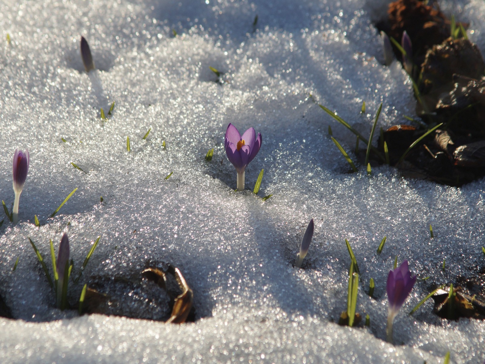 Lila Krokus im Schnee Lila Krokus im Schnee