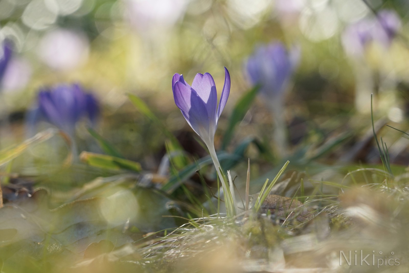 Schöne Elfe im Vorfrühling Schöne Elfe im Vorfrühling