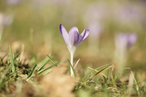 Schöne Elfe im Vorfrühling Schöne Elfe im Vorfrühling