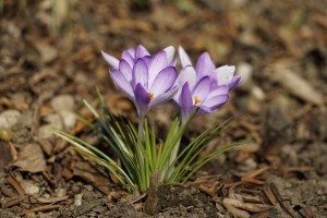 Schöner Frühblüher Elfenkrokusse Schöner Frühblüher Elfenkrokusse