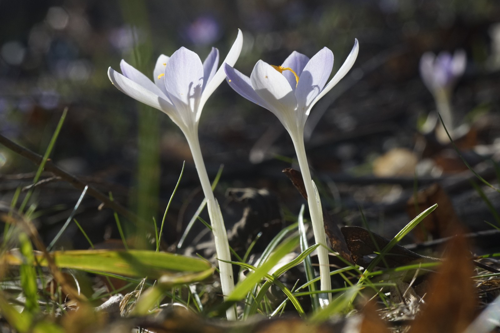 Stolze Elfen im Vorfrühling Stolze Elfen im Vorfrühling