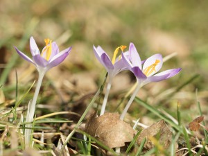Trio der Elfenkrokusse
