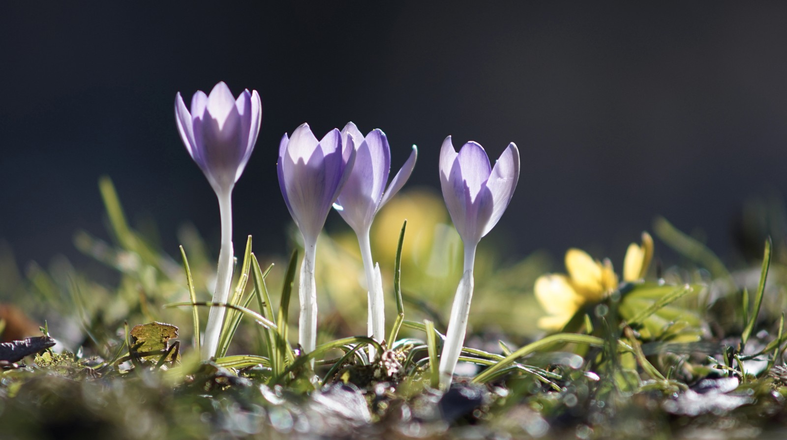 Vier Elfen im Vorfrühling Vier Elfen im Vorfrühling