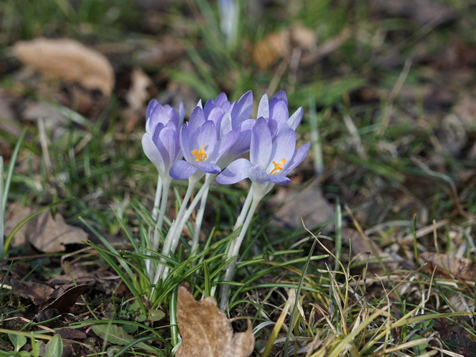Zarte Elfenkrokusse Zarte Elfenkrokusse