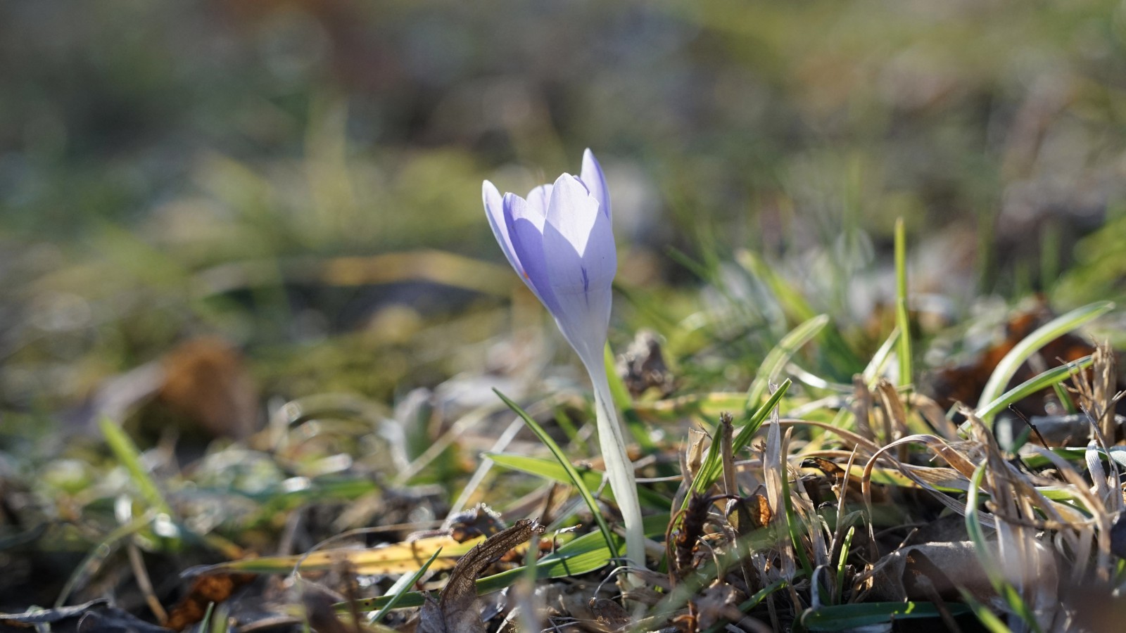 Zarte Elfe im Vorfrühling Zarte Elfe im Vorfrühling