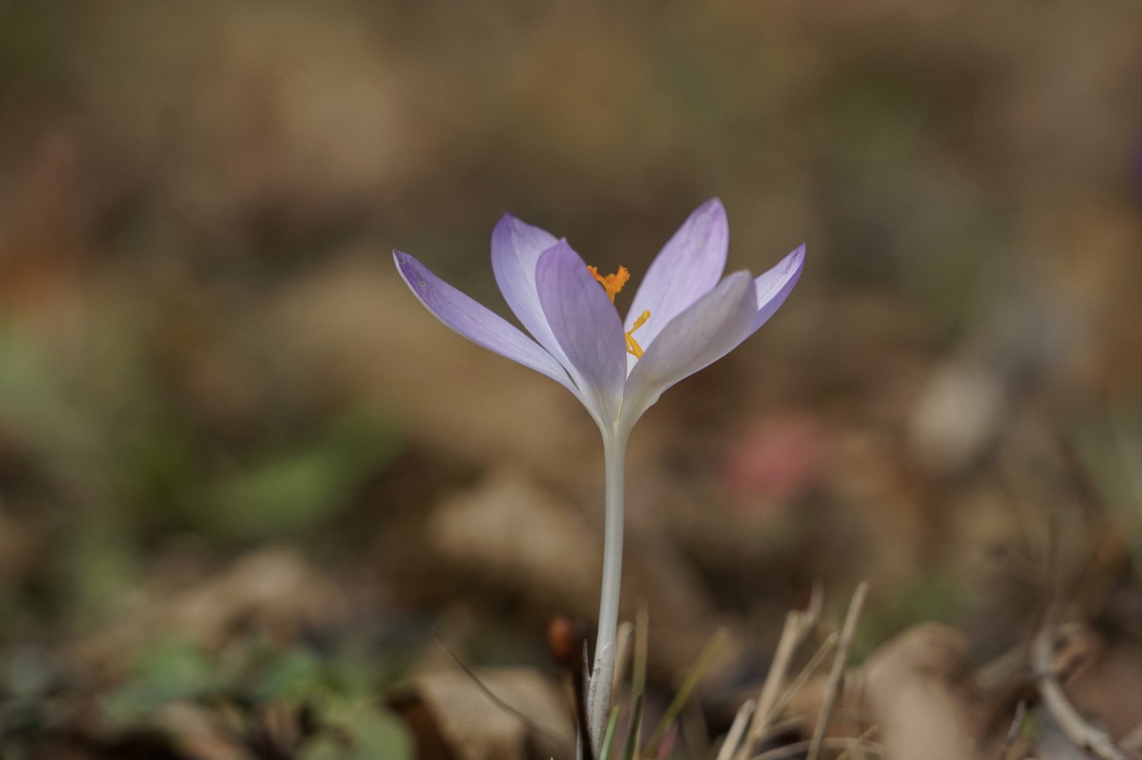 Zarte Frühlingselfe Zarte Frühlingselfe