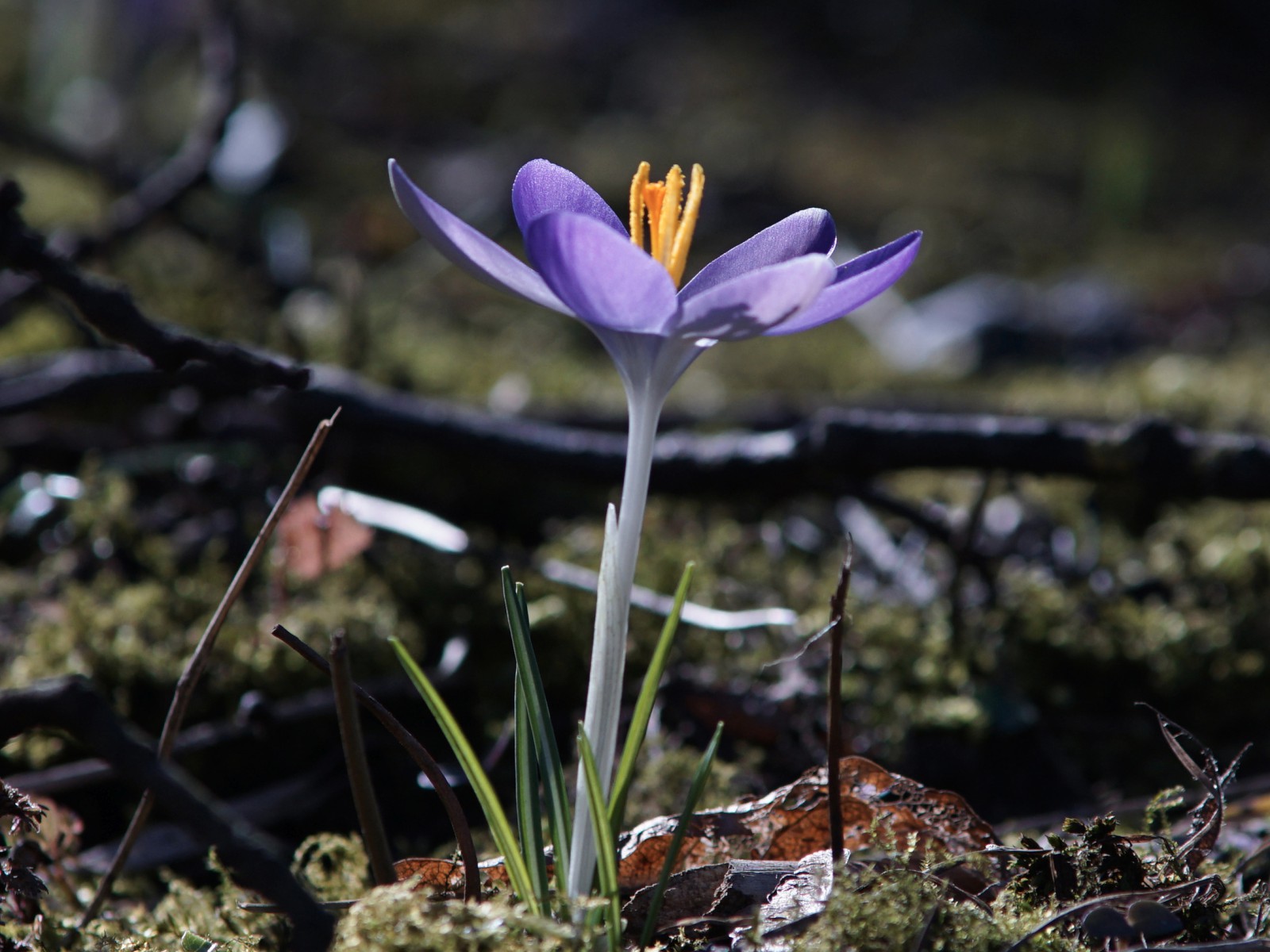 Zarte schönheit im Frühling Zarte schönheit im Frühling