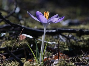 Zarte schönheit im Frühling Zarte schönheit im Frühling