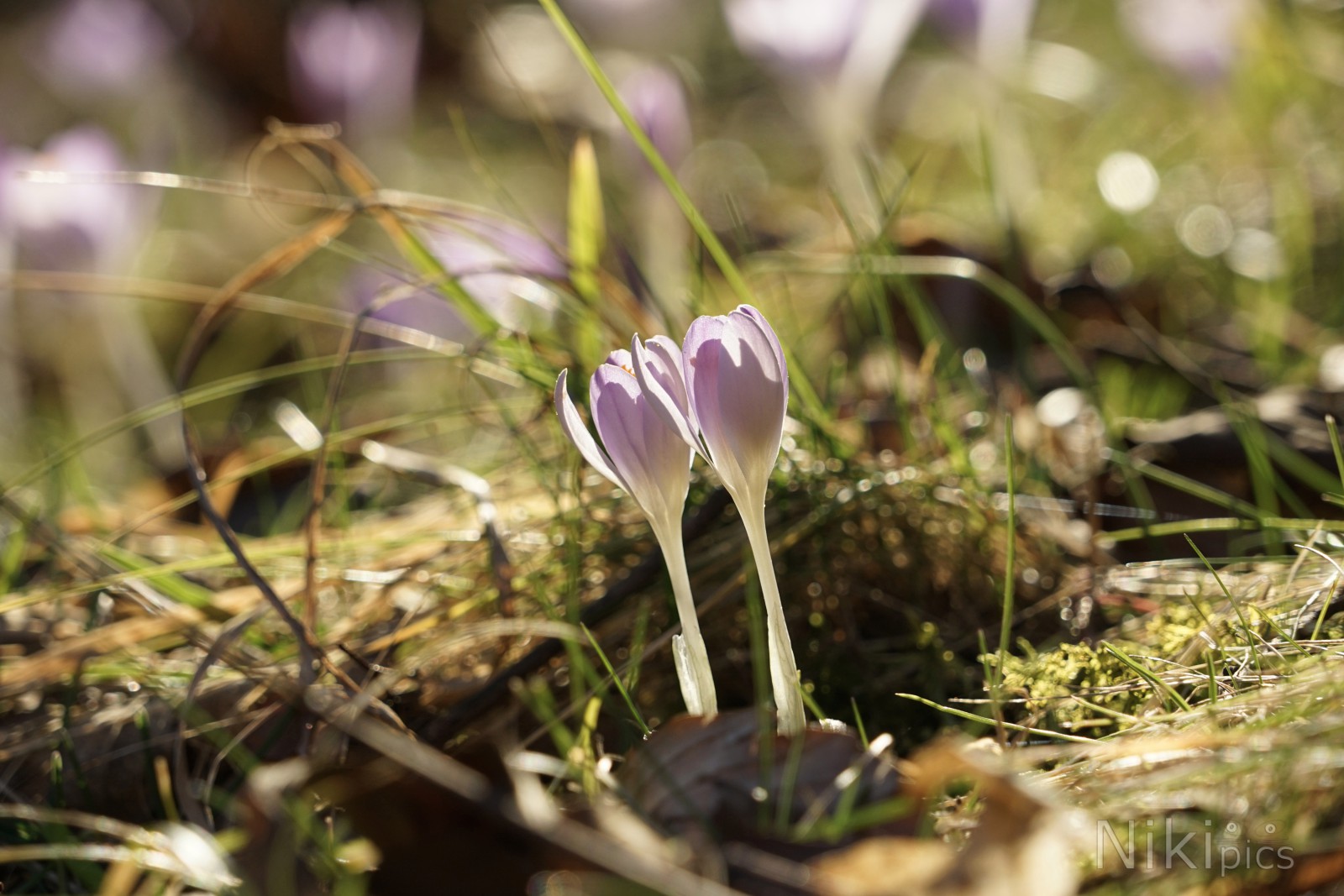 Zwei kleine Elfen Zwei kleine Elfen