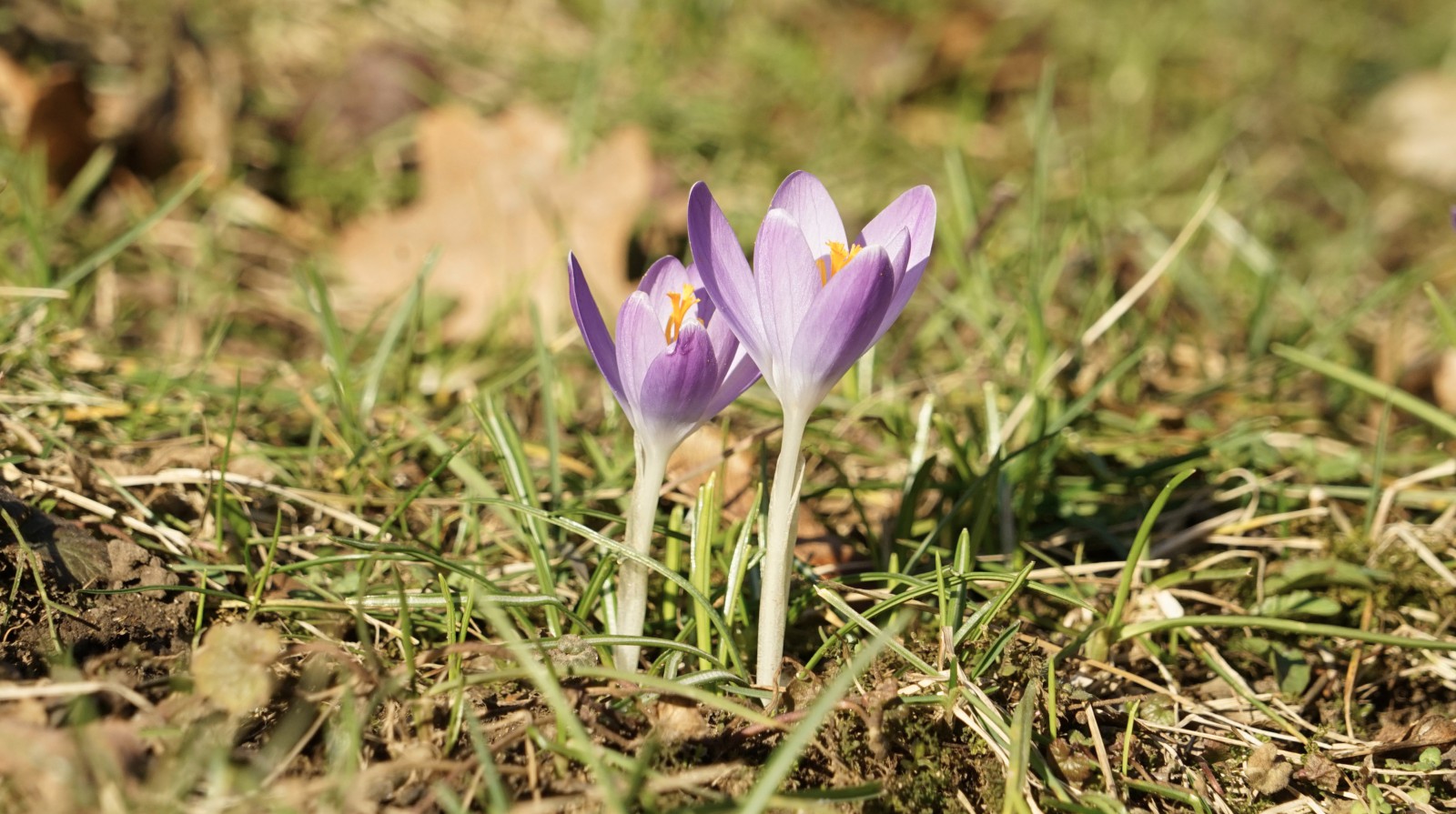Zwei schöne Elfenkrokusse auf der Wiese Zwei schöne Elfenkrokusse auf der Wiese