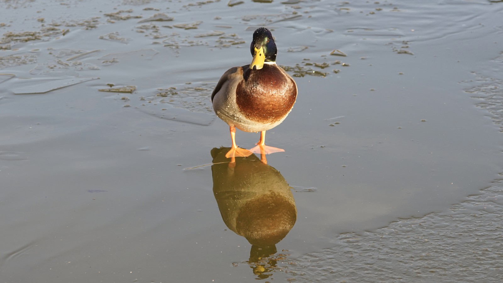 Eiskaltes Bad Eiskaltes Bad