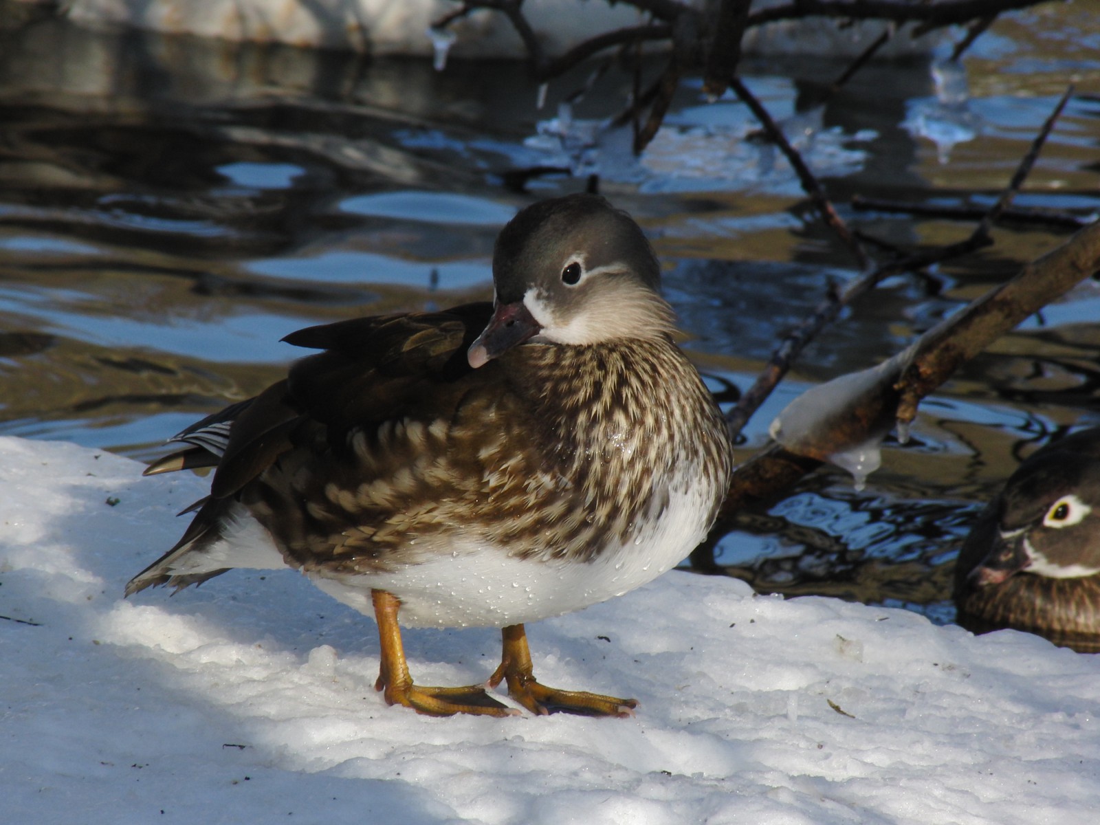 Ente im Schnee Ente im Schnee