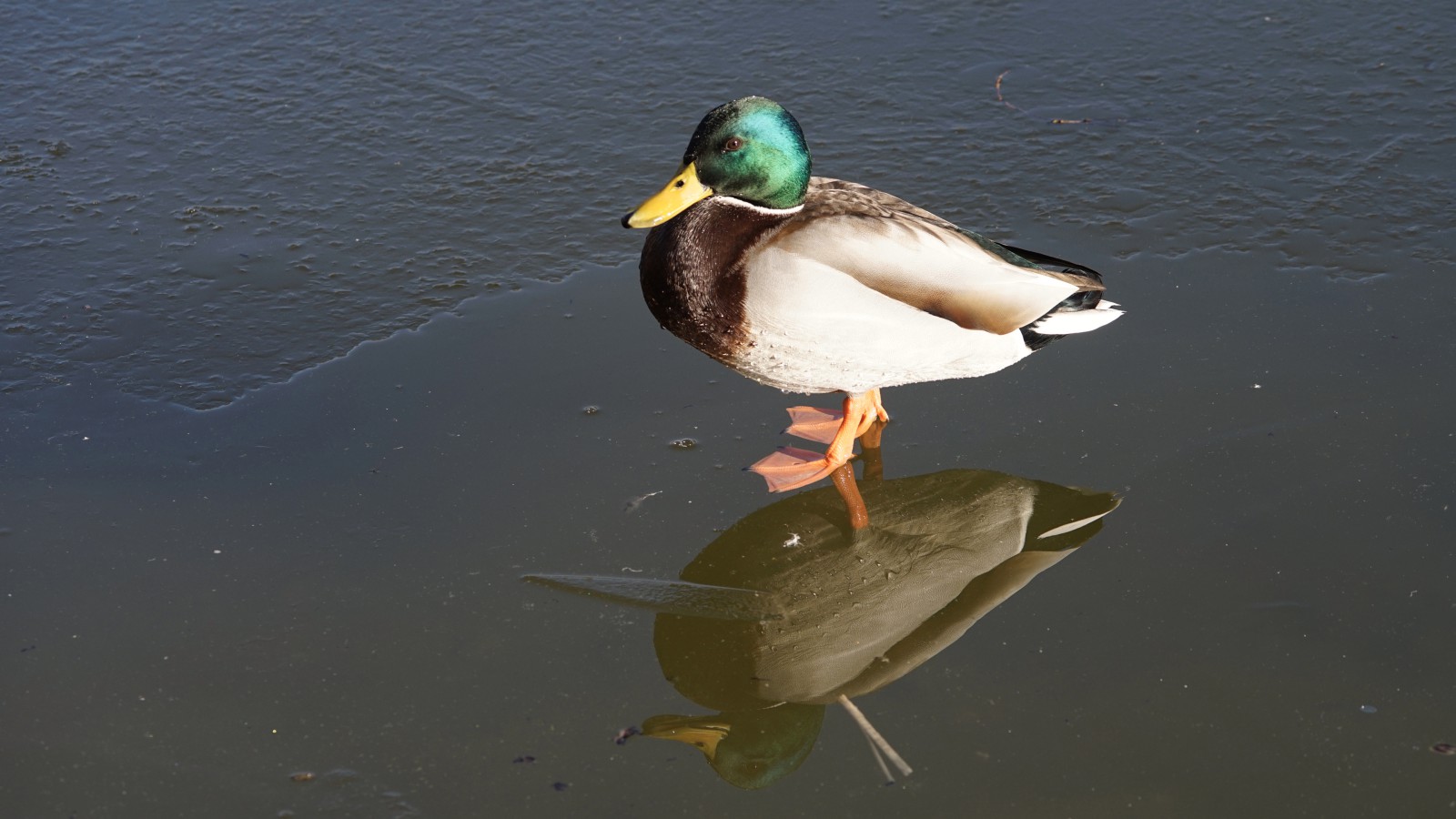 Erbel im Eisspiegel Erbel im Eisspiegel