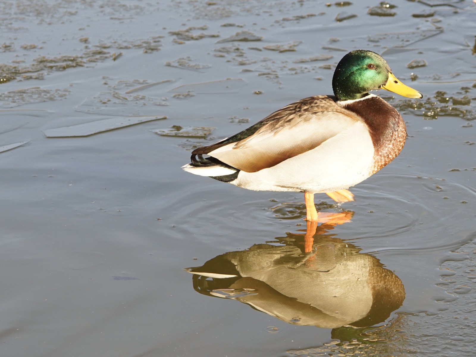 Kaltes Fussbad Kaltes Fussbad