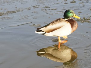 Kaltes Fussbad Kaltes Fussbad