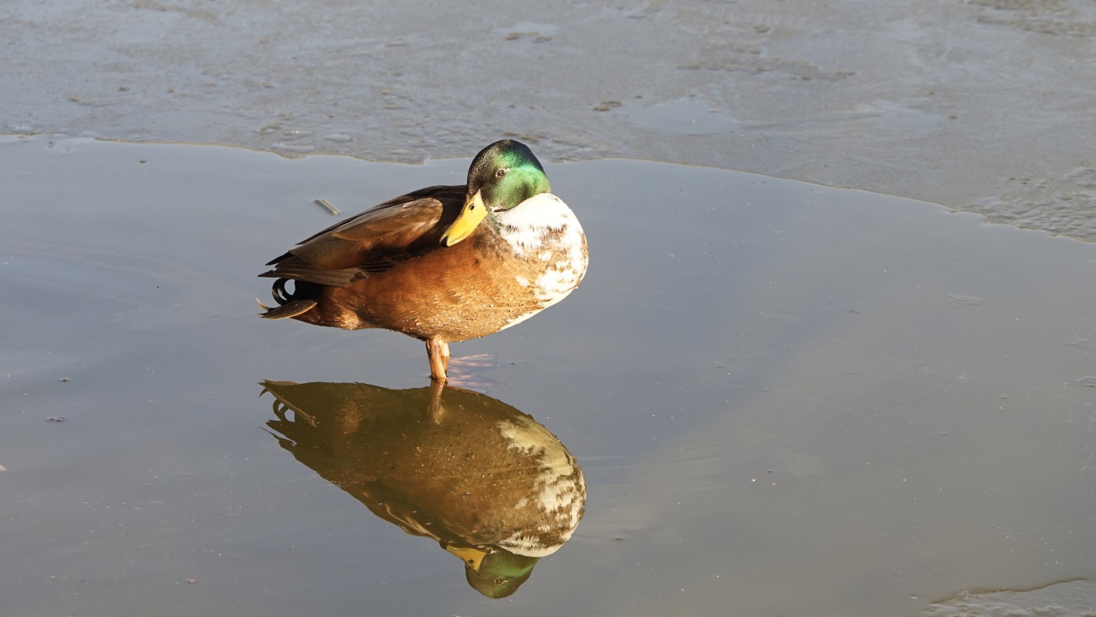 Kaltes Sonnenbad Kaltes Sonnenbad