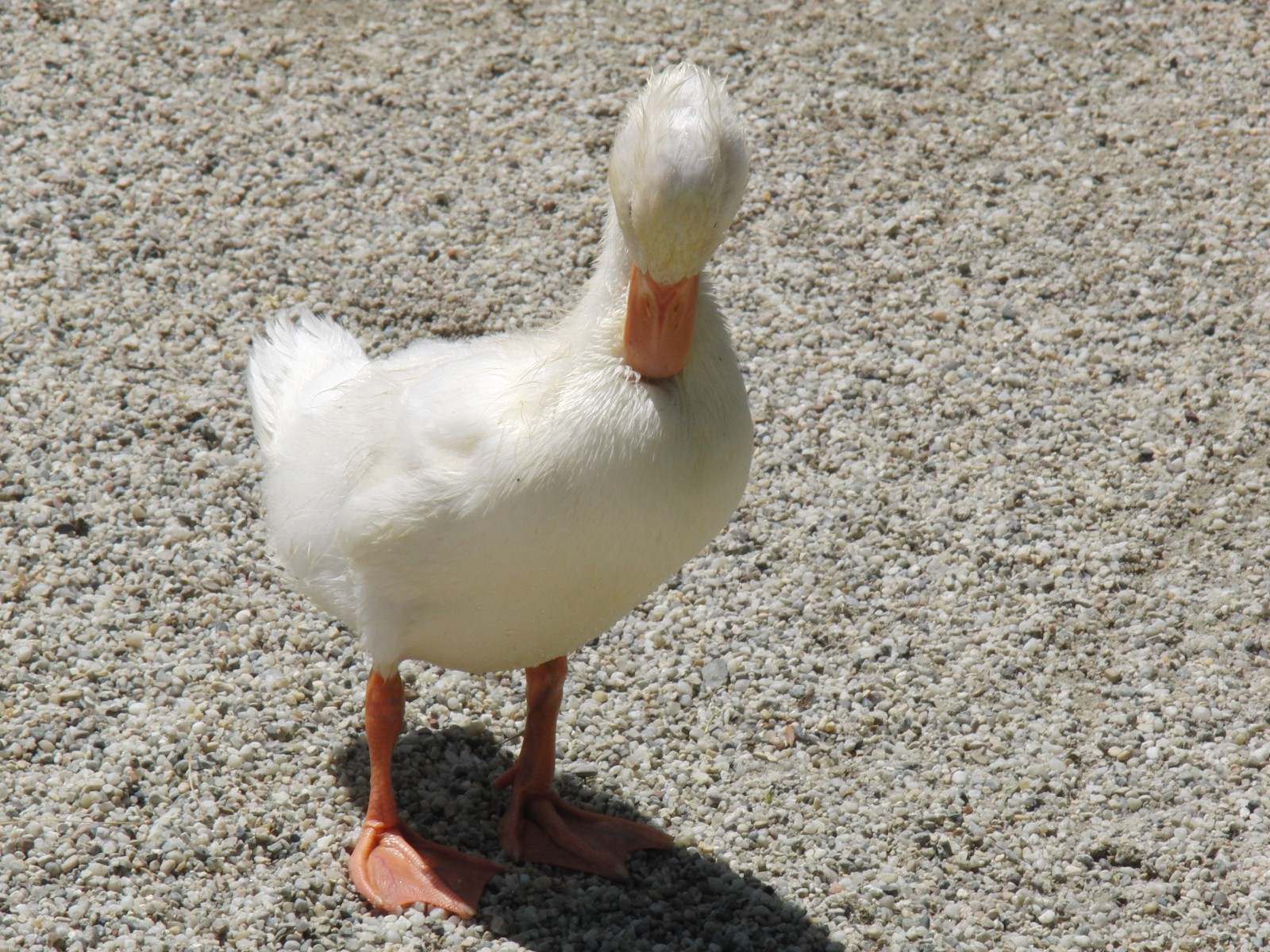 Kleine Ente in weiß putz sich Kleine Ente in weiß putz sich
