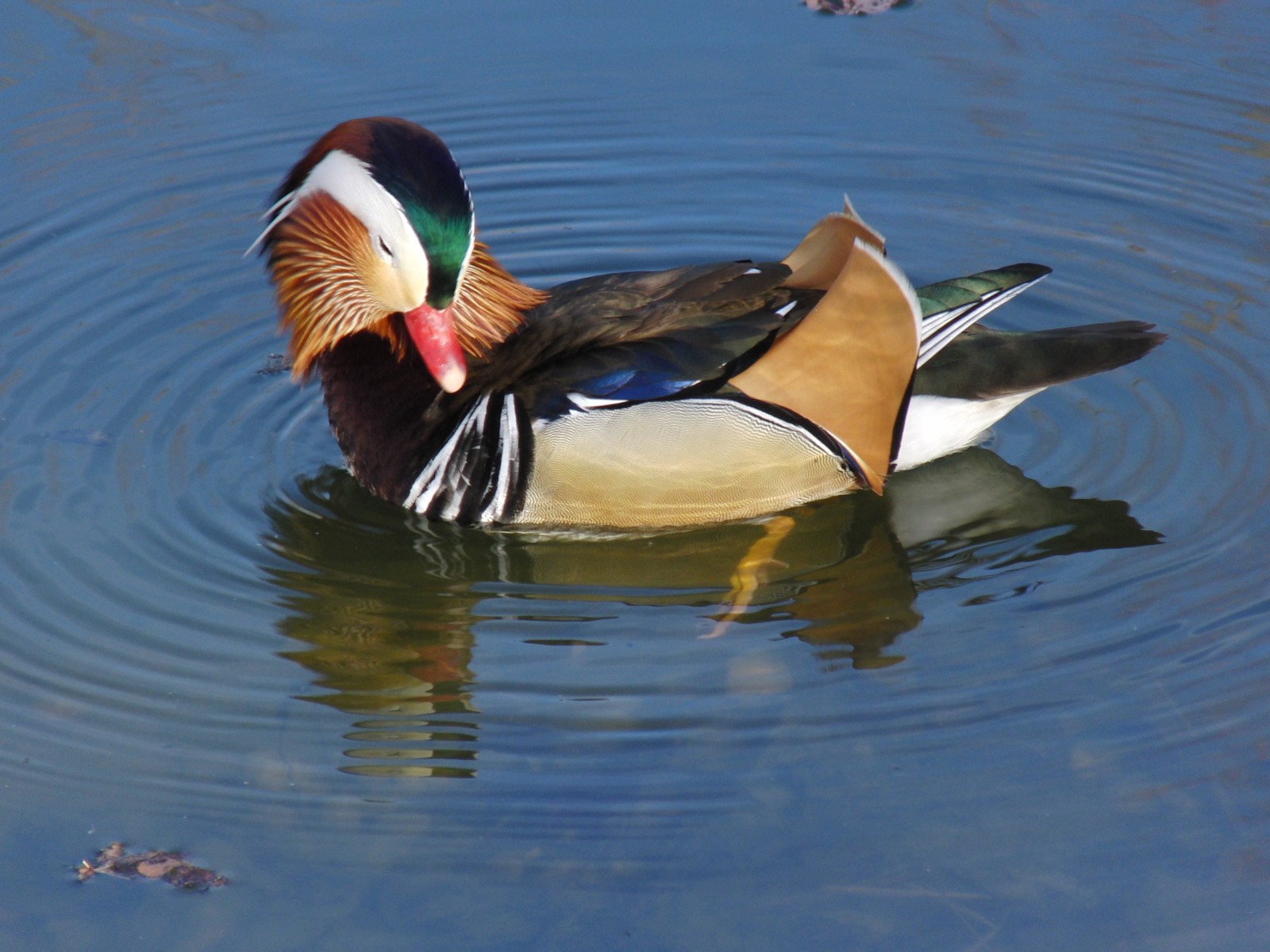 Mandarinente beim putzen Mandarinente beim putzen