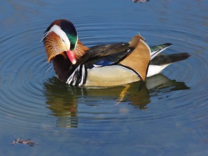 Mandarinente beim putzen Mandarinente beim putzen