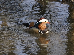 Mandarinente im Bach Mandarinente im Bach