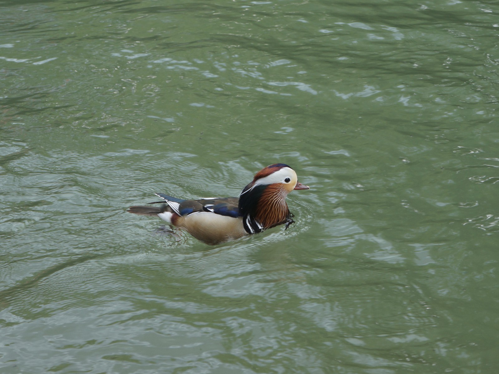 Mandarinente in der Isar Mandarinente in der Isar