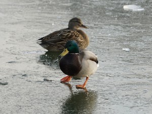 Nur nicht ausrutschen Nur nicht ausrutschen