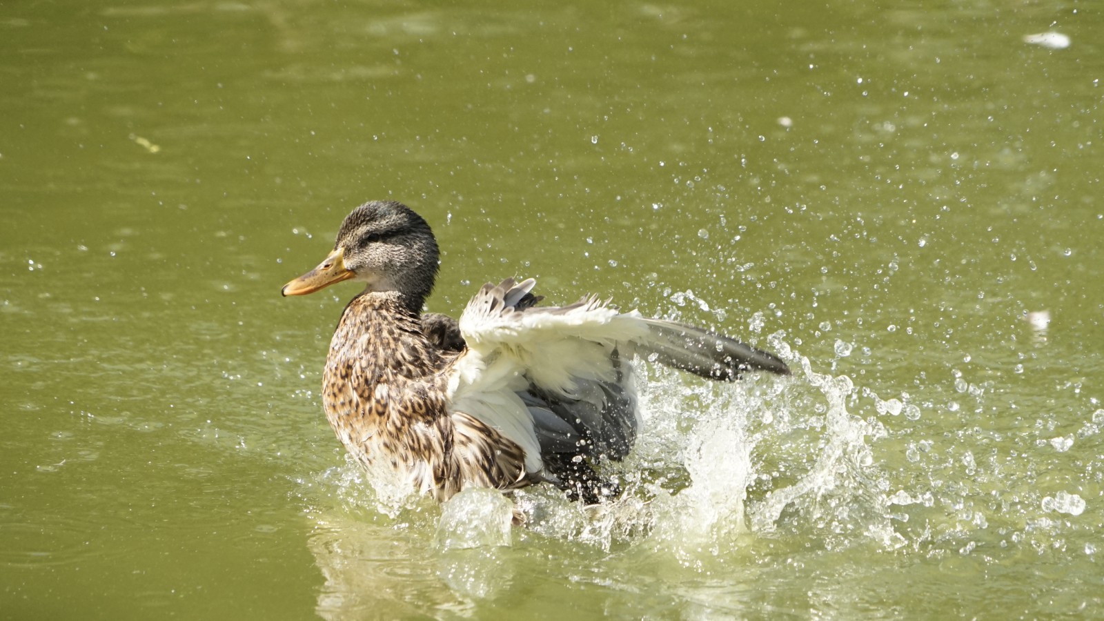 Planschen macht Spaß Planschen macht Spaß