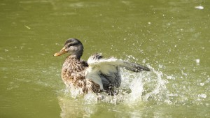 Planschen macht Spaß Planschen macht Spaß