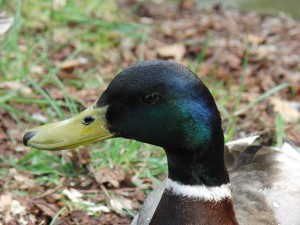 Portrait Ente Anton Portrait Ente Anton