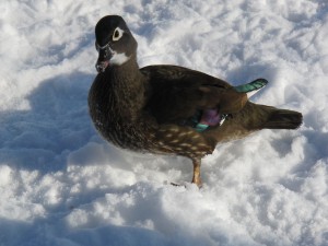 Schöne Ente Schnee