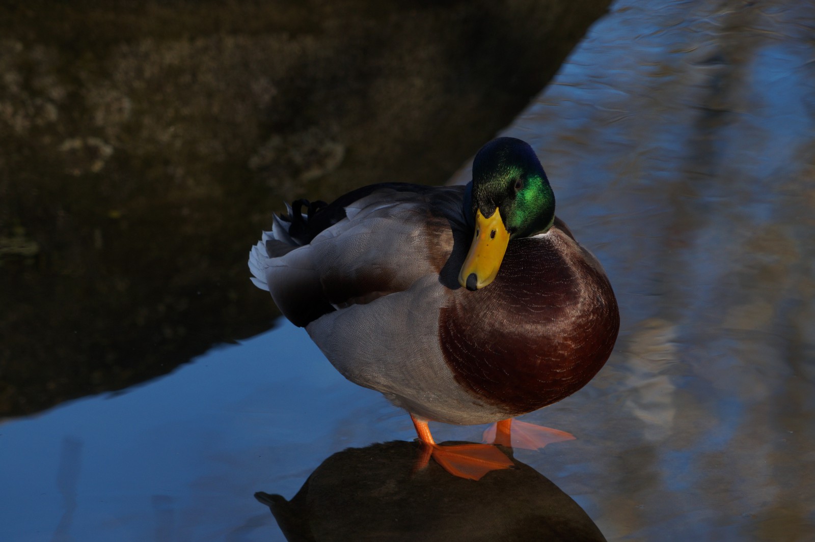 Schöner Erbel Schöner Erbel