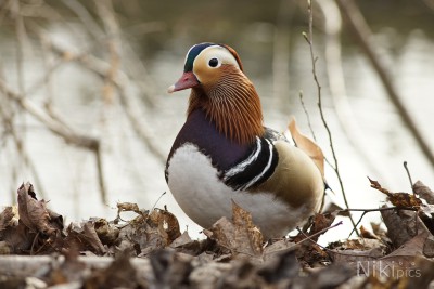  Enten