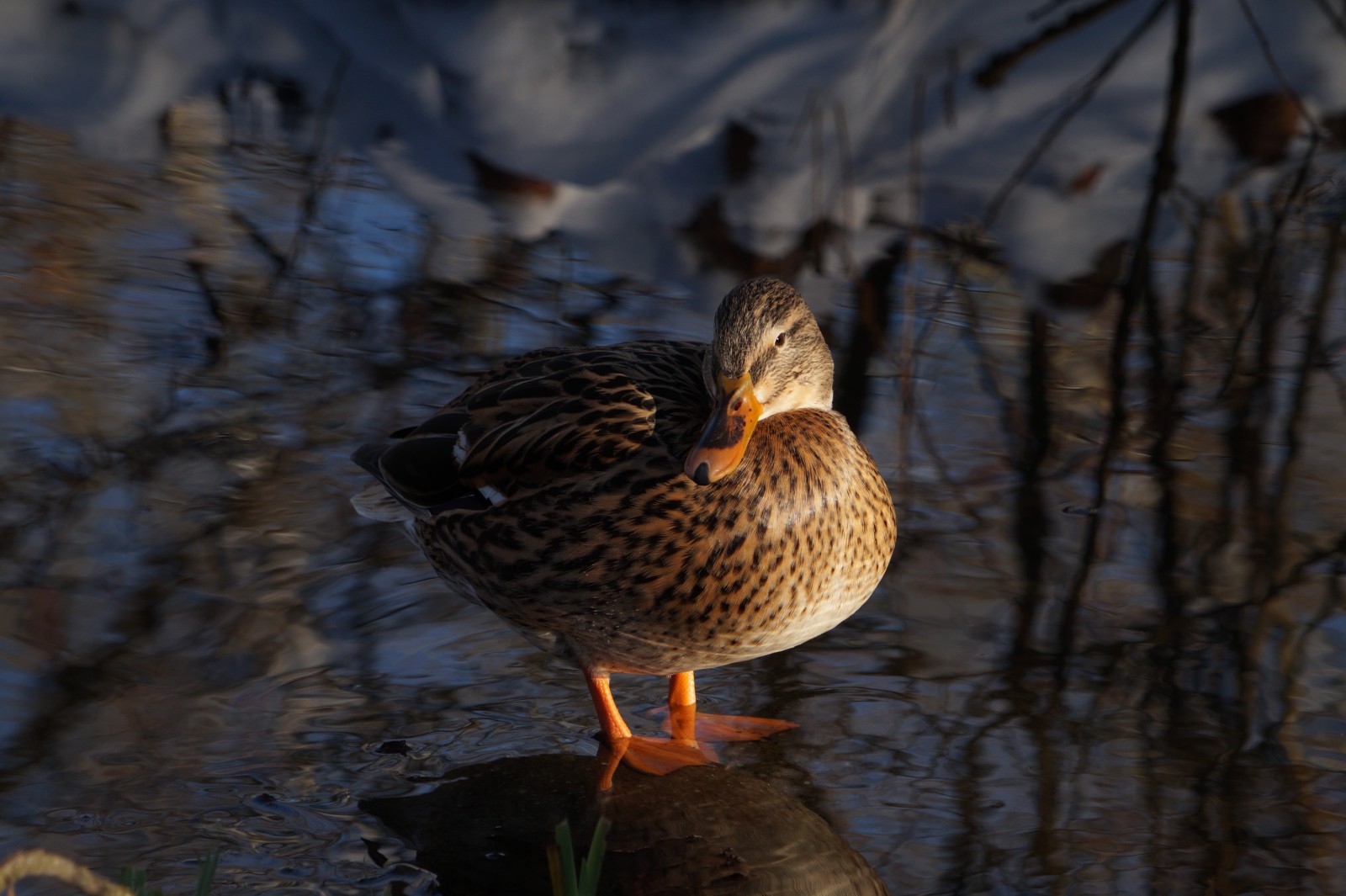 Sonnenbad im Winter Sonnenbad im Winter