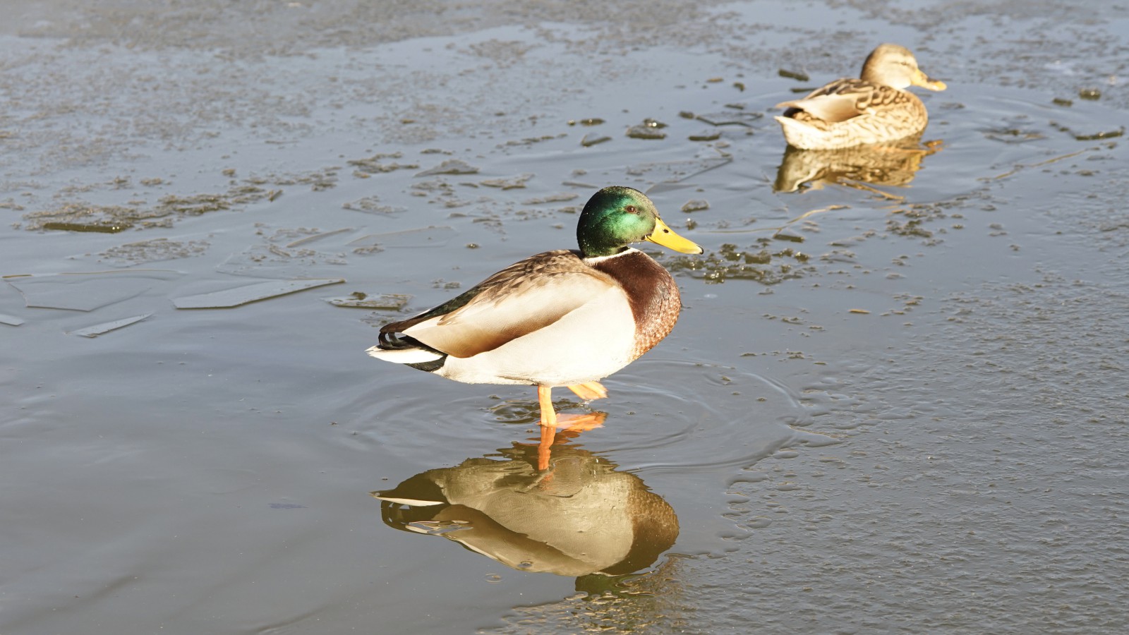 Spaziergang auf Eis Spaziergang auf Eis