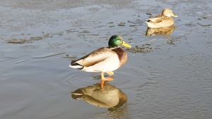 Spaziergang auf Eis Spaziergang auf Eis