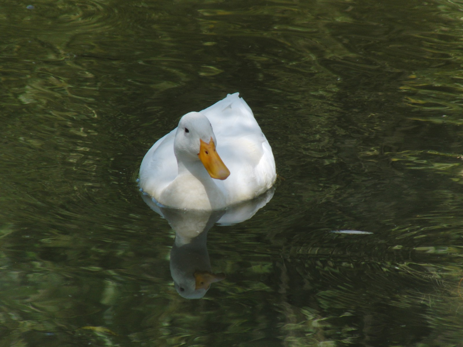 Weiße Ente im Teich (Spiegelbild)  Weiße Ente im Teich (Spiegelbild)