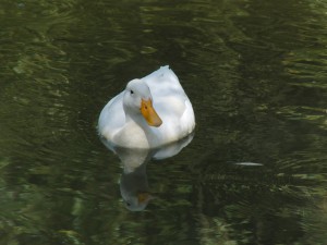 Weiße Ente im Teich (Spiegelbild) Weiße Ente im Teich (Spiegelbild)