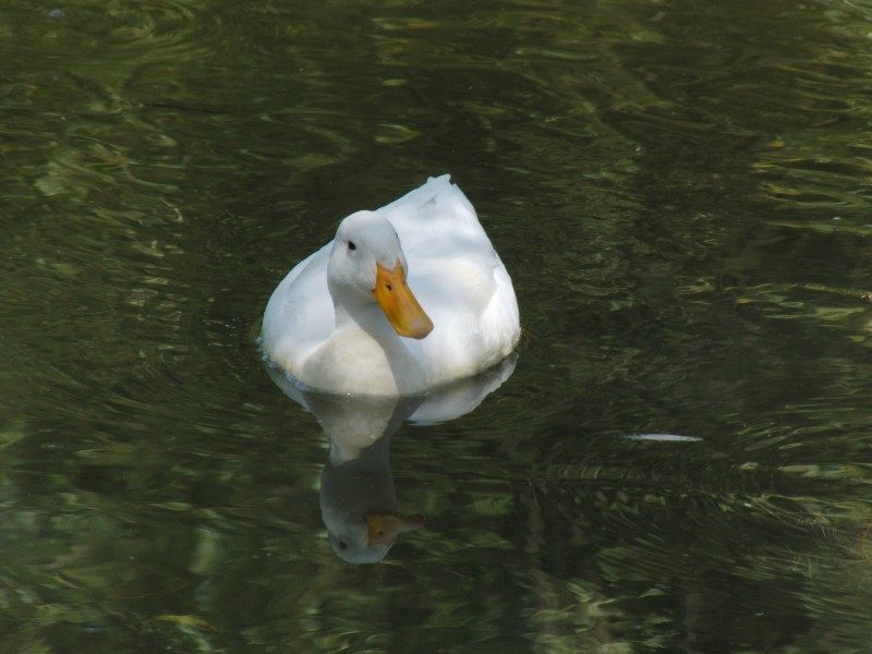  Weiße Ente im Teich (Spiegelbild)